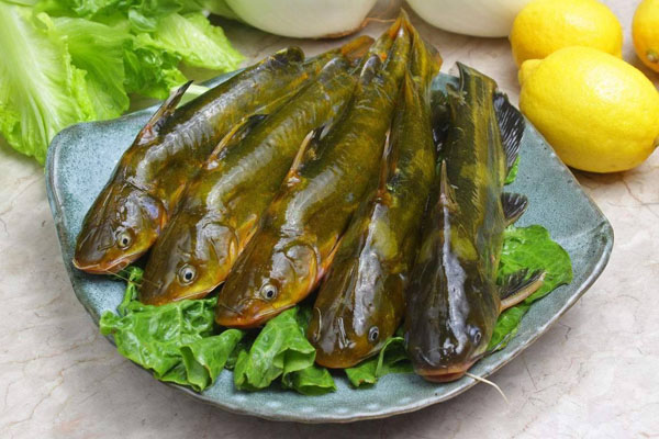 推薦蔬菜配送平臺(tái)哪家最敬業(yè)