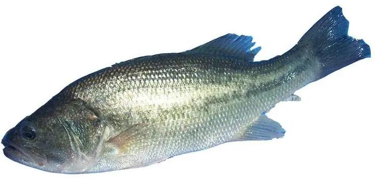 推薦蔬菜配送平臺(tái)哪家專業(yè)