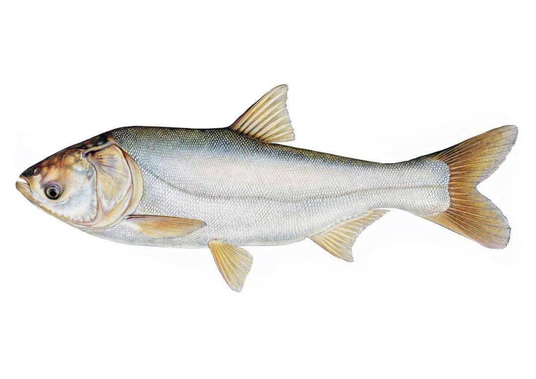 求推薦蔬菜配送中心哪個(gè)公司好